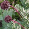 abriachan nurseries - acaena magellanica - prickly burr